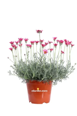 Rhodanthemum Hosmariense Rosa v14 egarden.store online