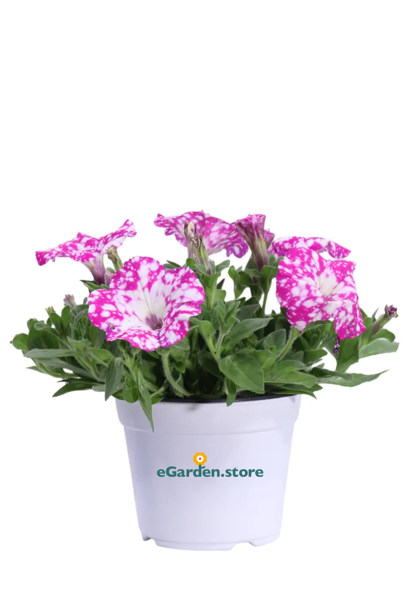 Surfinia Fucsia Nuance v14 egarden.store online