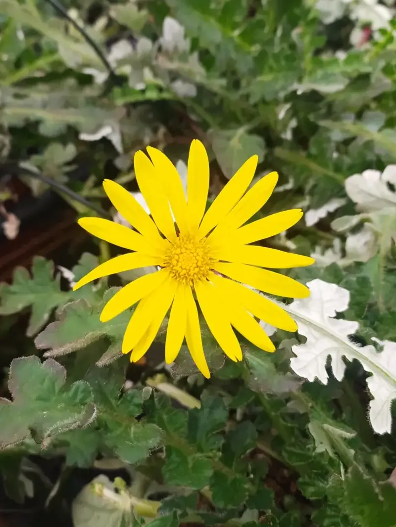 Arctotheca Calendula v17 egarden.store online