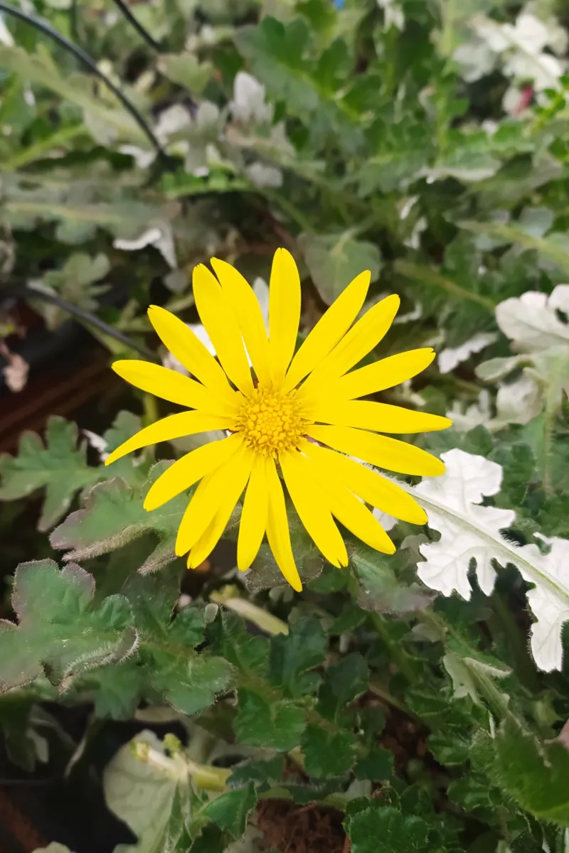 Arctotheca Calendula v17 egarden.store online