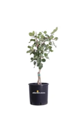 Carrubo Nano - Ceratonia Siliqua v24 egarden.store online