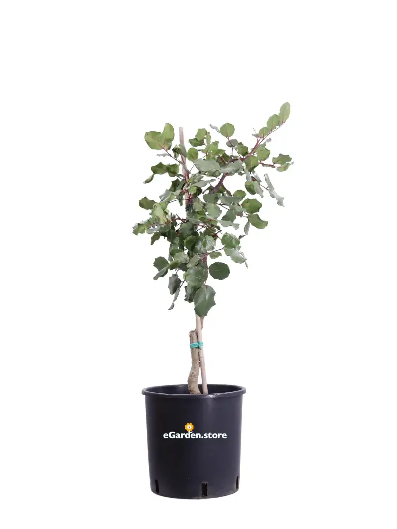 Carrubo Nano - Ceratonia Siliqua v24 egarden.store online