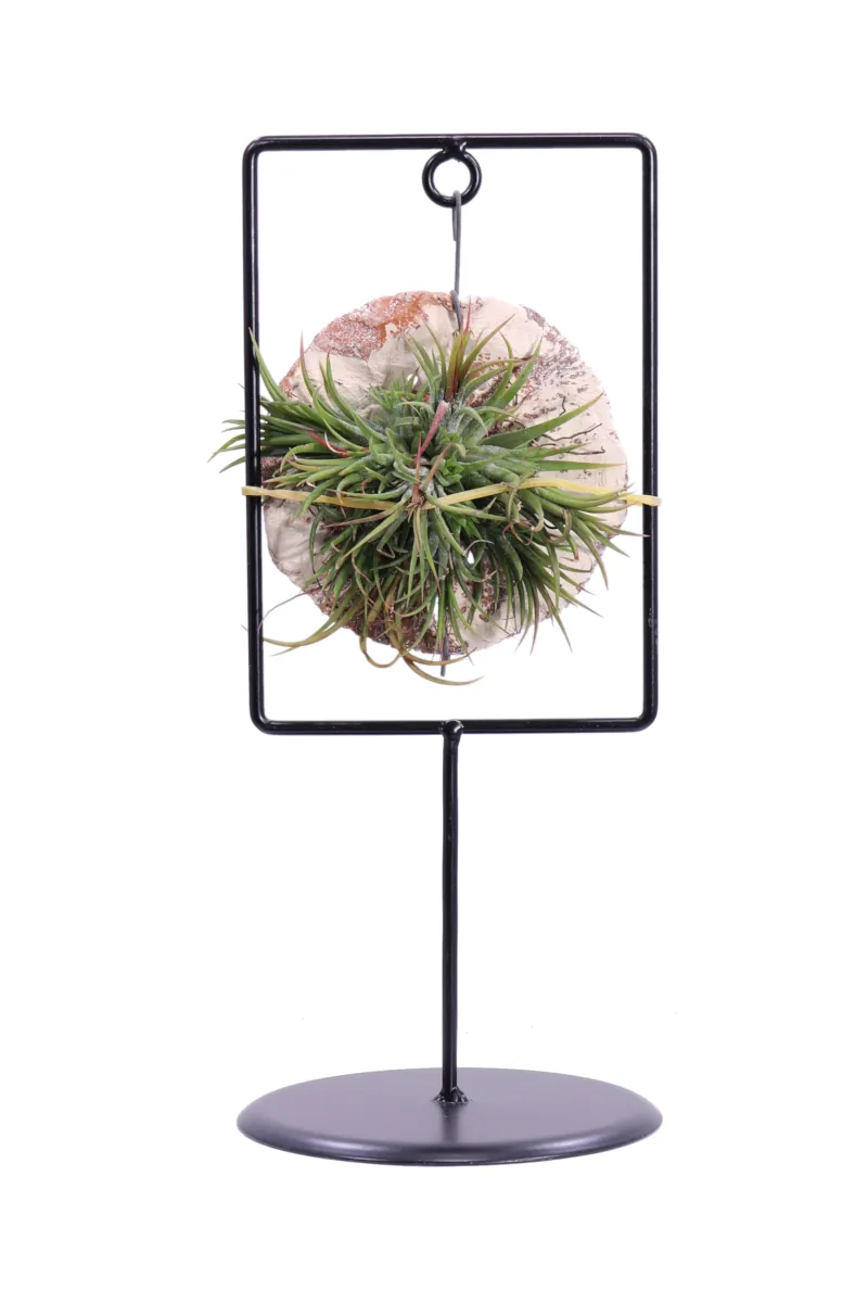 Tillandsia Rectangular Ionantha 1 egarden.store 1 Tillandsia Rectangular Ionantha 1 egarden.store online